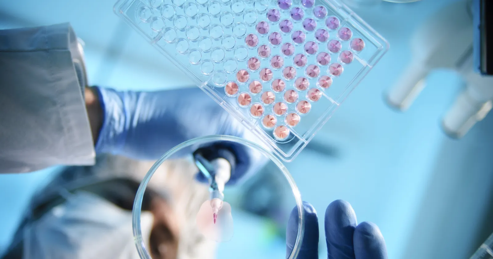 scientist using a pipette with a microtiter plate and a petri dish